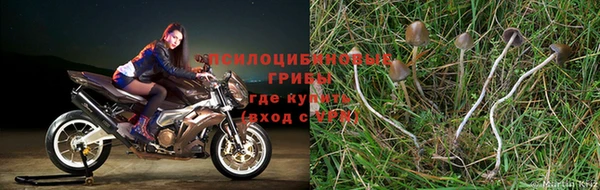 a pvp Аркадак
